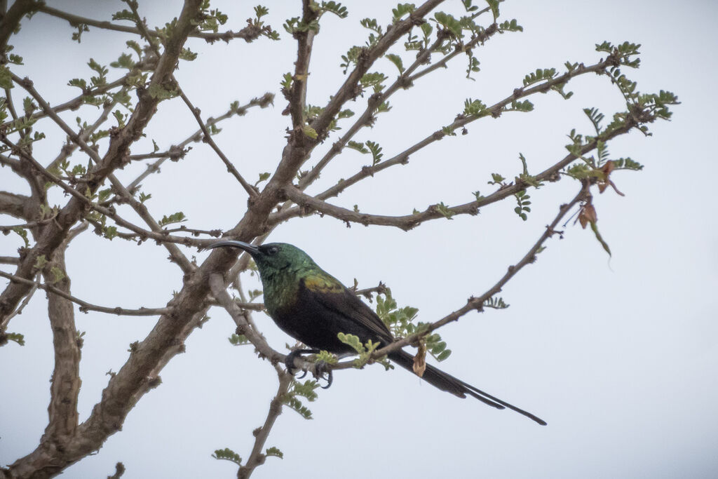 Bronzy Sunbird