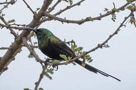 Bronzy Sunbird