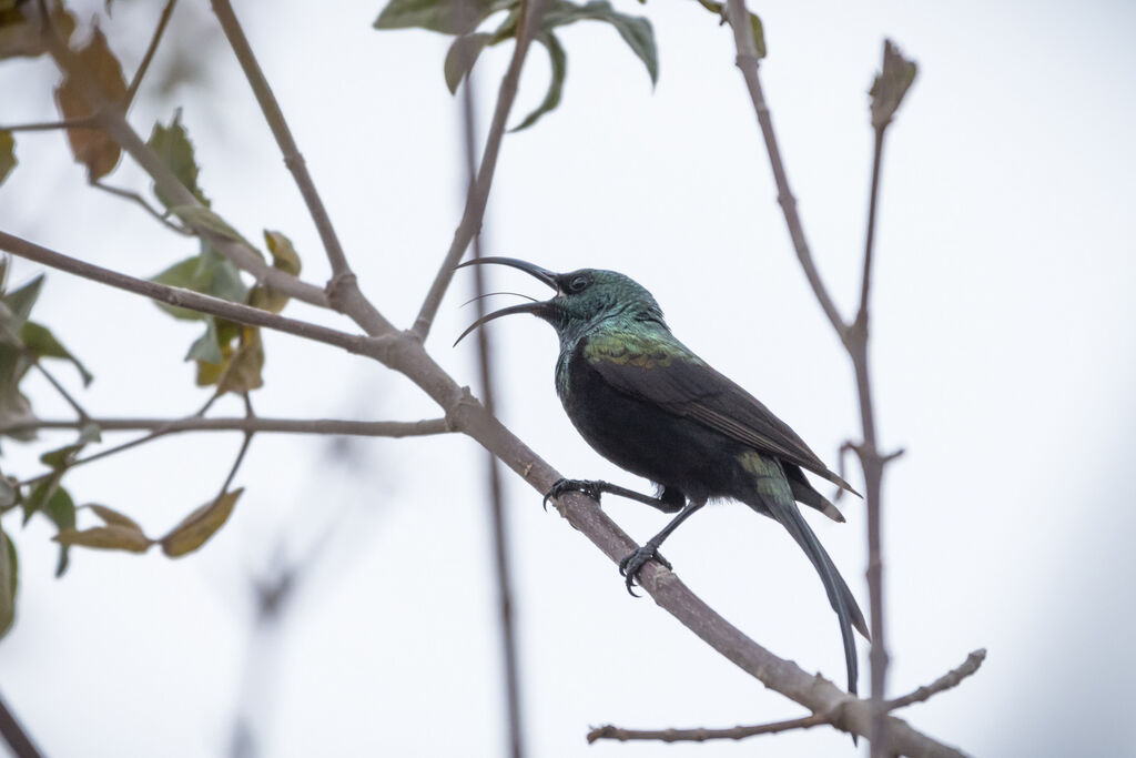 Bronzy Sunbird