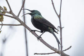 Bronzy Sunbird