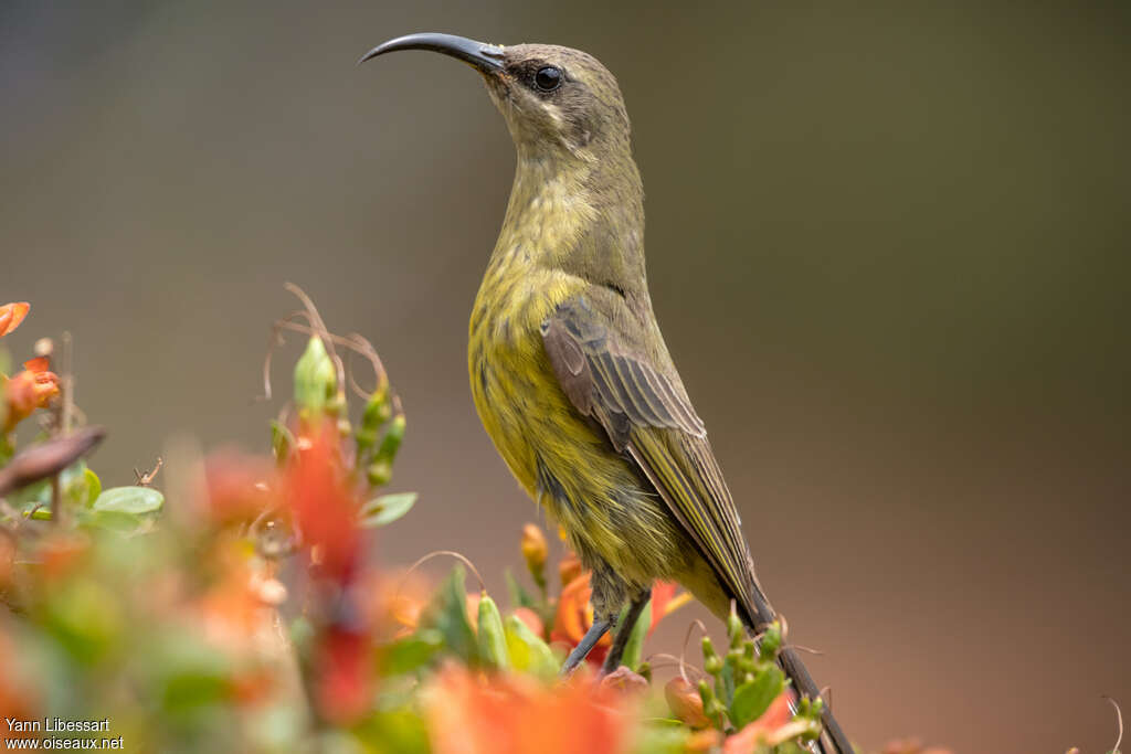 Bronzy Sunbird female adult, identification