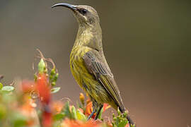 Bronzy Sunbird