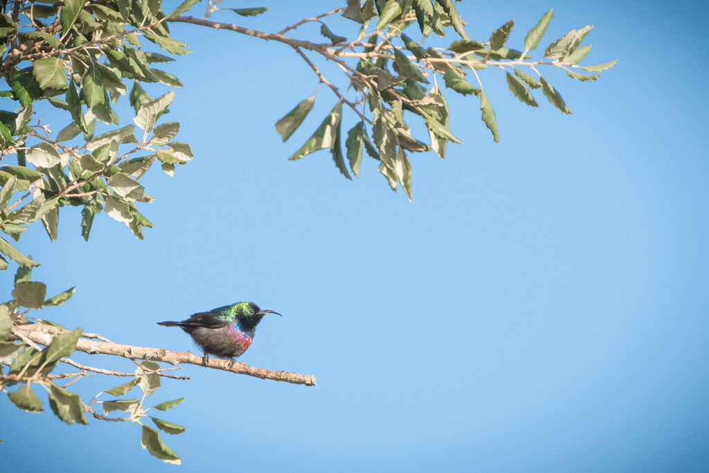 Marico Sunbird