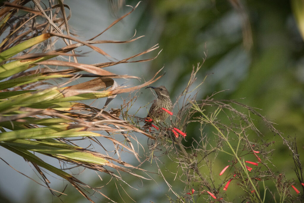 Marico Sunbird female