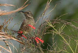 Marico Sunbird