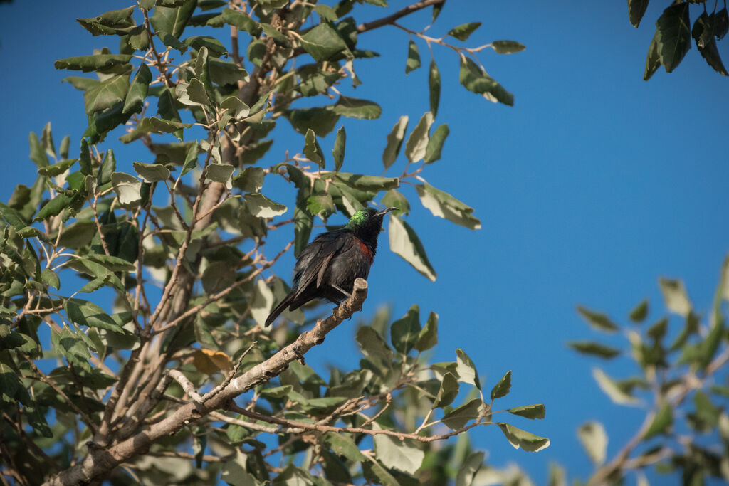 Marico Sunbird