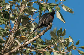 Marico Sunbird