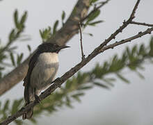 Eastern Violet-backed Sunbird