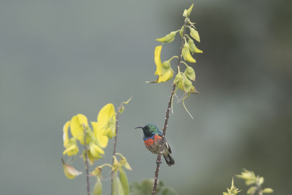 Eastern Double-collared Sunbird