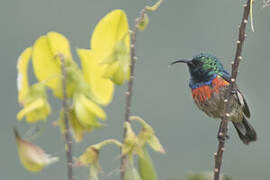 Eastern Double-collared Sunbird