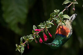 Eastern Double-collared Sunbird