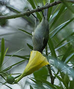 Olive Sunbird