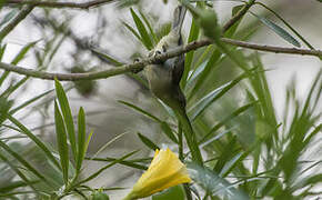 Olive Sunbird