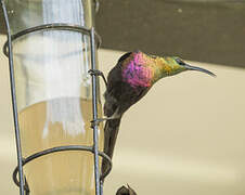 Tacazze Sunbird