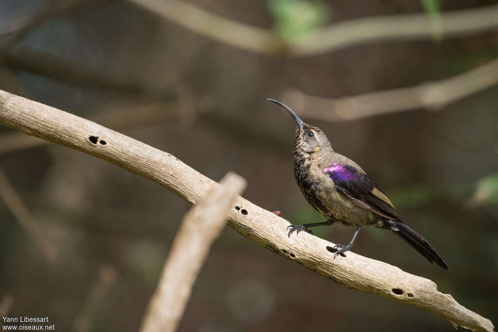 Tacazze Sunbird male adult post breeding, identification