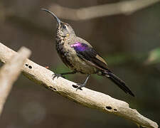 Tacazze Sunbird