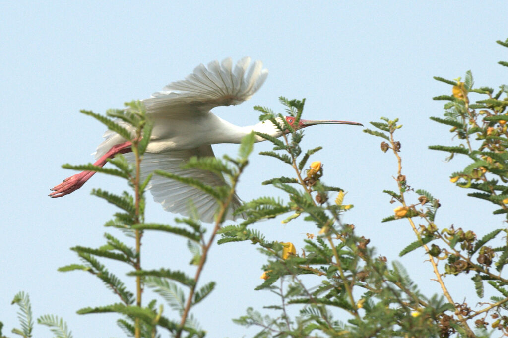 African Spoonbill