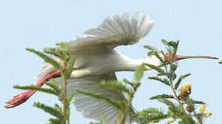 African Spoonbill