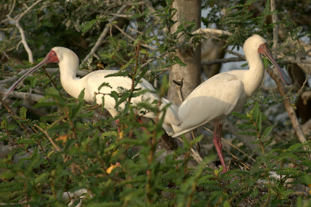 African Spoonbill