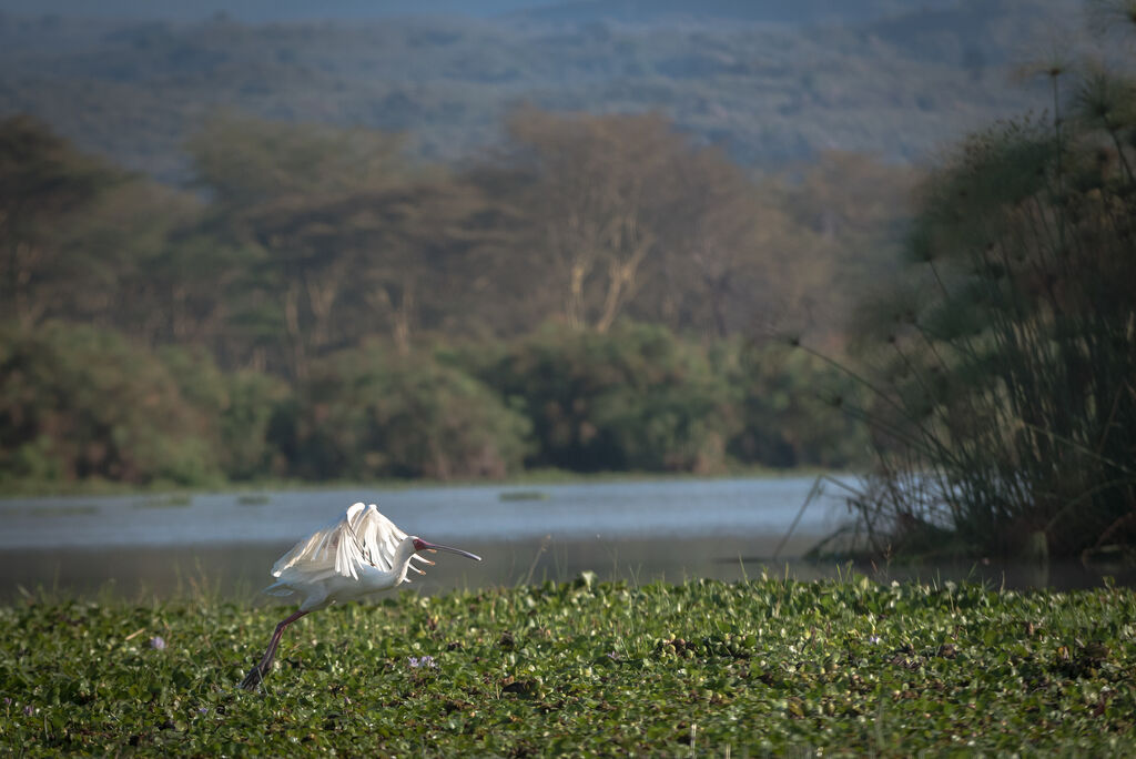 African Spoonbill