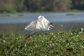 African Spoonbill