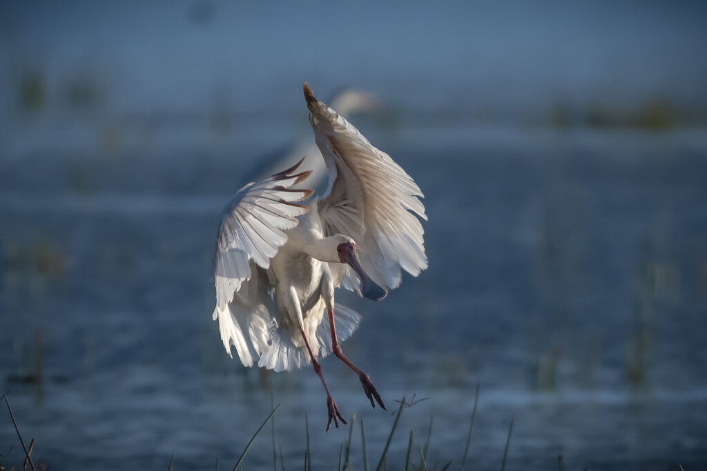 African Spoonbill