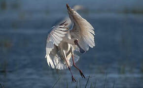 African Spoonbill