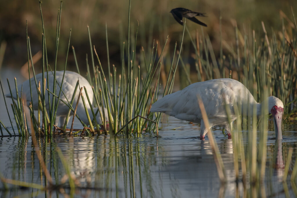 African Spoonbill