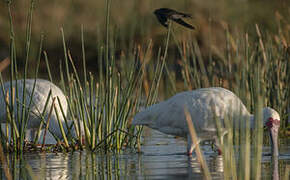 African Spoonbill