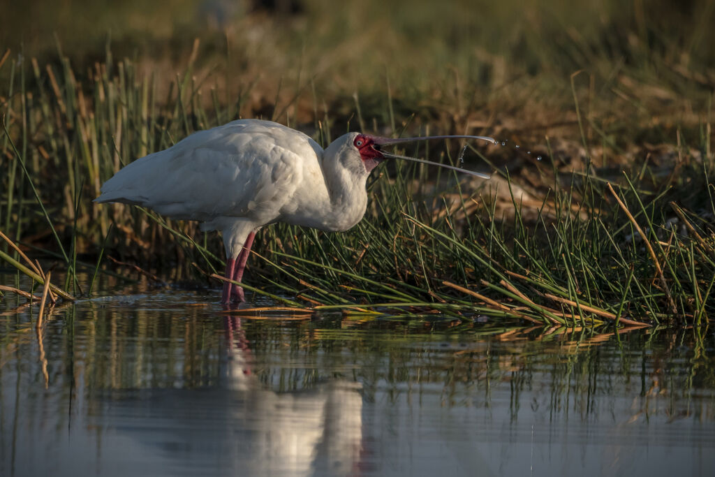 African Spoonbill