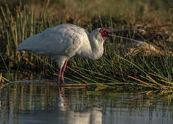 African Spoonbill