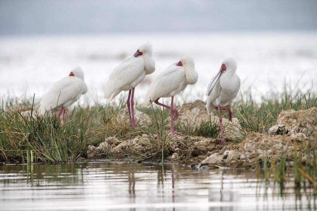 African Spoonbill