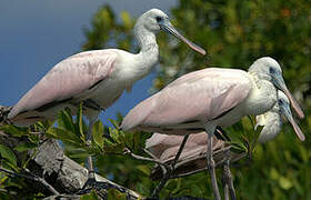 Roseate Spoonbill