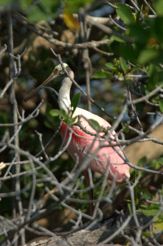 Roseate Spoonbill