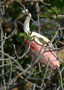 Roseate Spoonbill