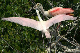 Roseate Spoonbill