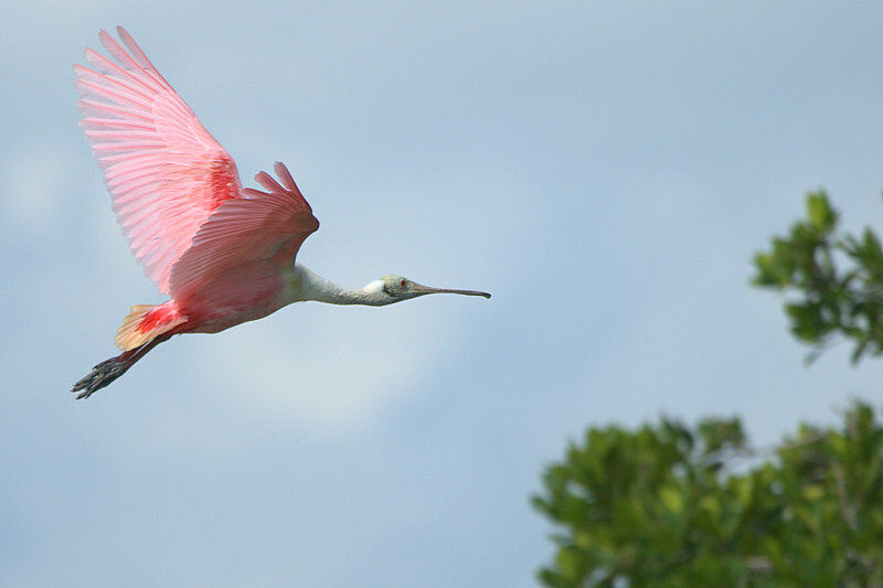 Roseate Spoonbill