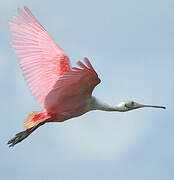 Roseate Spoonbill