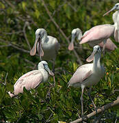 Roseate Spoonbill