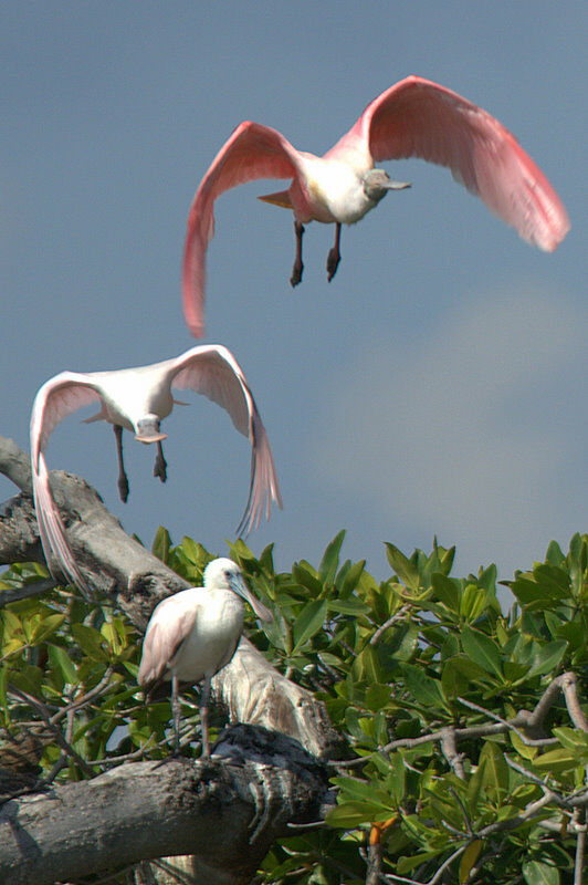 Roseate Spoonbill