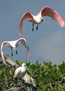 Roseate Spoonbill