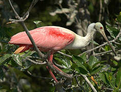 Roseate Spoonbill