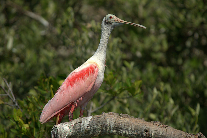 Roseate Spoonbill