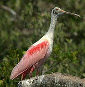 Roseate Spoonbill