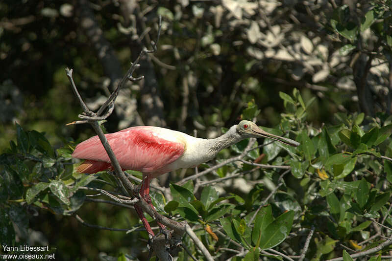 Spatule roséeadulte, identification