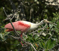 Roseate Spoonbill