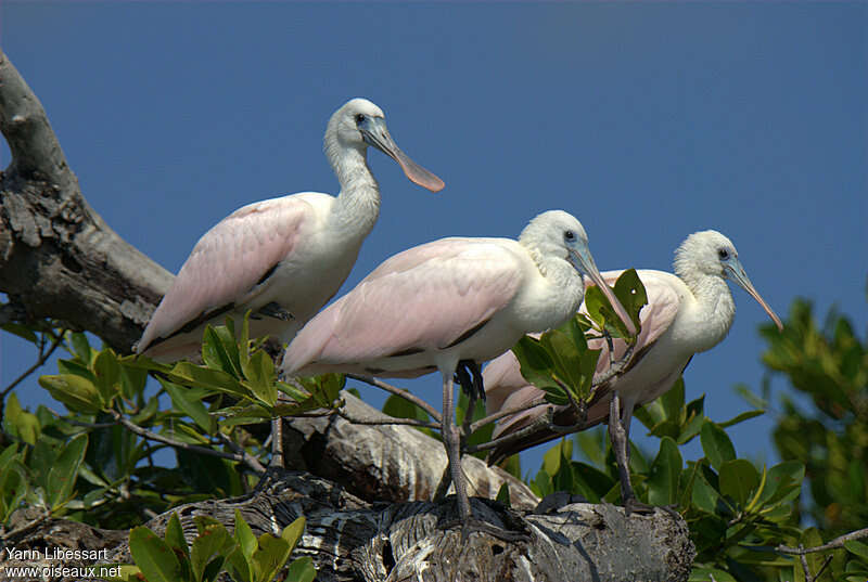 Roseate Spoonbill