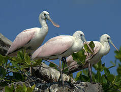 Roseate Spoonbill