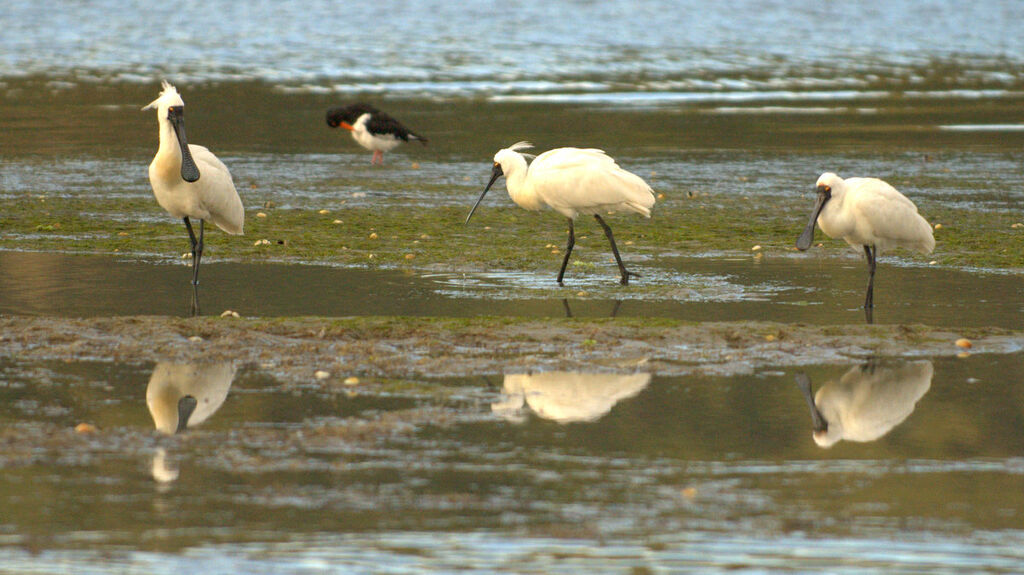 Royal Spoonbill