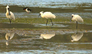 Royal Spoonbill